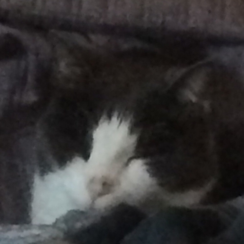 Meet your Posher, Pauline